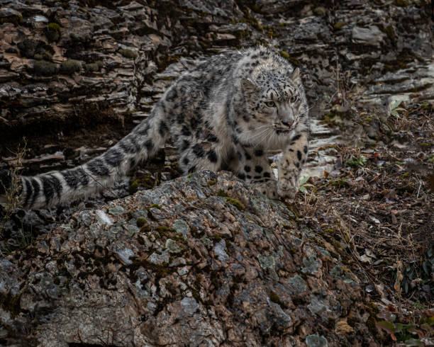 istock Snow Leopard playing n Fall colors in Kalispell Montana USA 1192729875