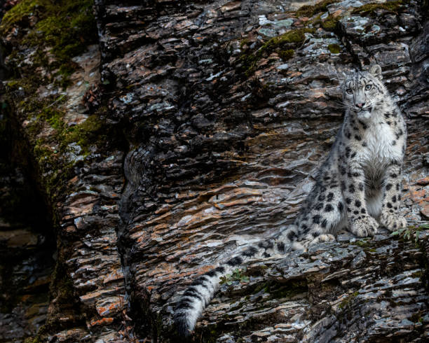 istock Snow Leopard playing n Fall colors in Kalispell Montana USA 1192729877