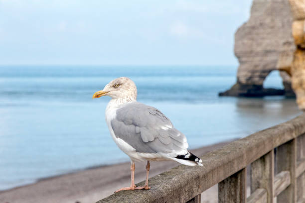 istock Seagull on Etretat beach 1192730828