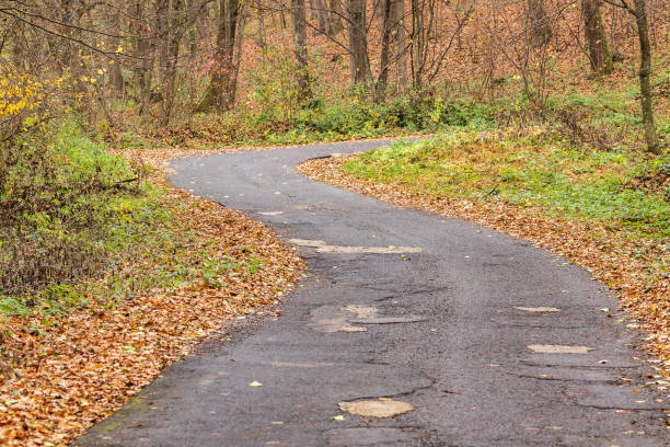 istock A deserted winding forest road goes deep into the forest. 1192732019