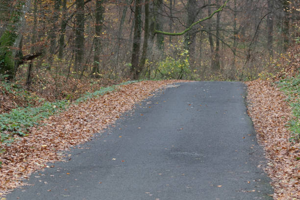 istock A deserted winding forest road goes deep into the forest. 1192732020