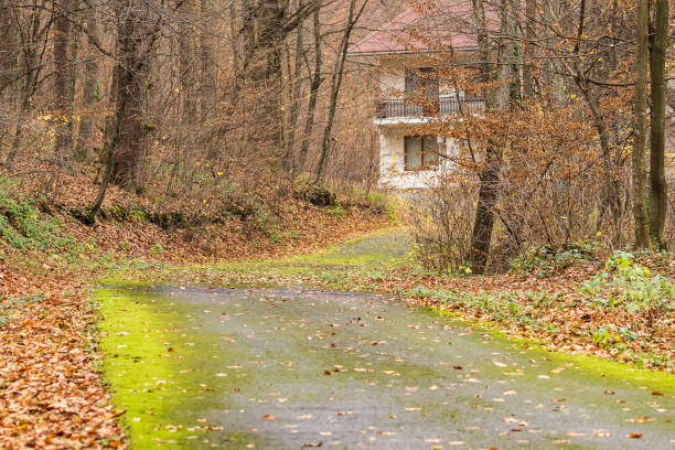 A deserted winding forest road leads to a small building. Autumn forest trail is covered with yellow leaves. Autumn forest landscape. Country road.