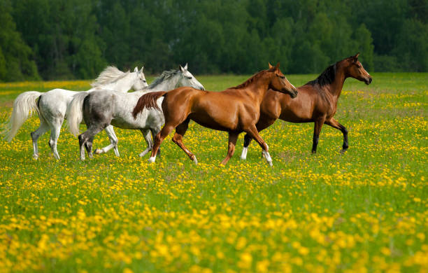 istock Beautiful horses on freedom 1192732042