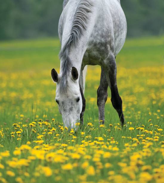 istock Dapple gray horse grazing in the field 1192732047