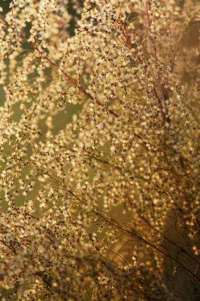 istock Amber Grains Close Up 1192732353