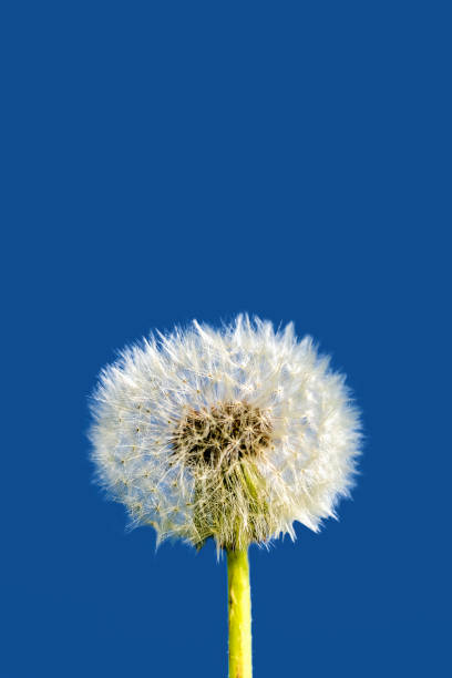 istock Dandelion flower against classic blue background. 1192733002