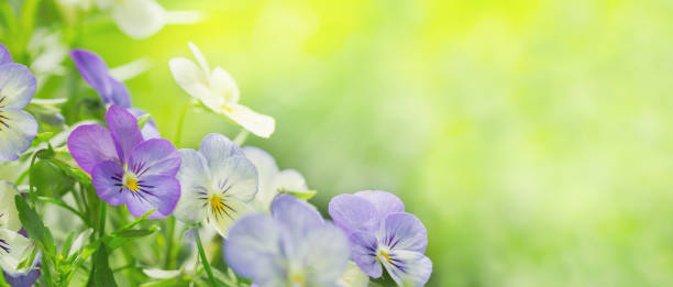 庭の緑の背景にカラフルなパンジーの花 - gardening beautiful green colors ストックフォトと画像