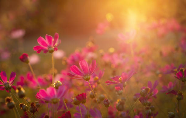 istock red cosmos flowers in a field at sunset background 1192733432