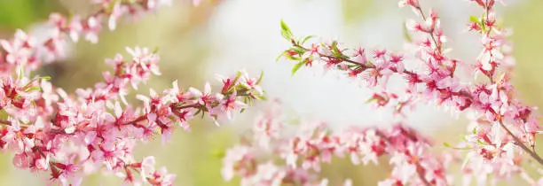 Spring blossom background. Close up of blooming almond tree. Pink flowers on a tree