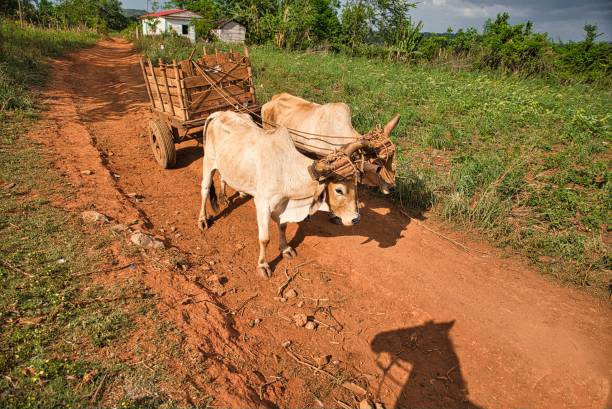 Vinales, Cuba - May 18, 2015: Two white cows carrying a trolley, in the middle of the road in Valle del Silencio meeting a horse, on a sunny day, in Vinales, Cuba.