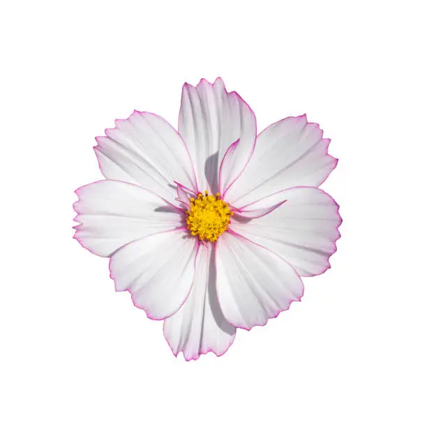 Cosmos flower blossom white isolated on white background. Fresh natural blooming cosmos flower with pink border close-up, top view isolate