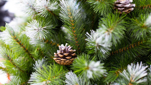 istock Beautiful Christmas tree with green needles covered with snow and natural cones. Artificial spruce branch with cones for decoration New Year and Christmas holiday 1192736804
