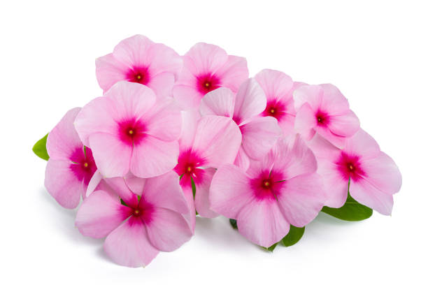 Madagascar periwinkle Madagascar periwinkle flowers isolated on white background catharanthus roseus stock pictures, royalty-free photos & images