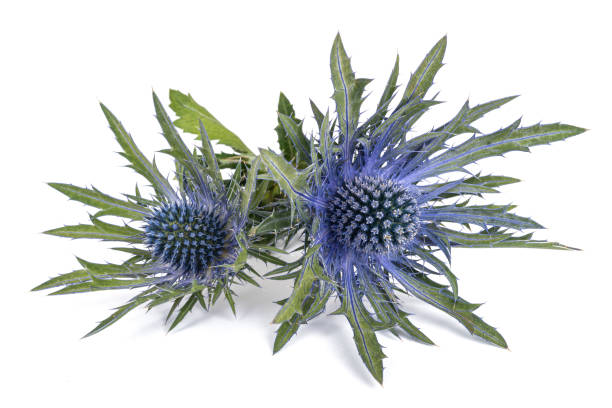 istock Sea holly thistles 1192738857