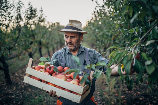 istock Senior man in apple orchard 1192740366