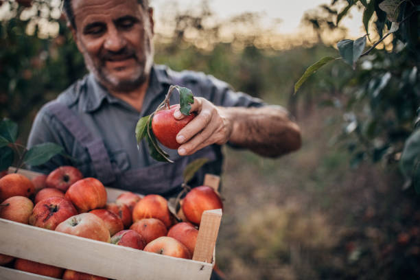 istock Senior man picking up apples 1192740588