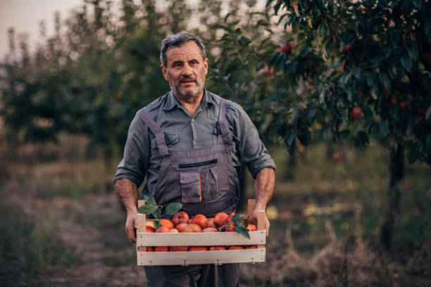 istock Senior man picking up apples 1192741116