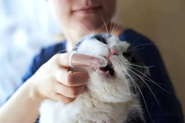 Woman brushes cat's teeth with a silicone toothbrush on her finger.