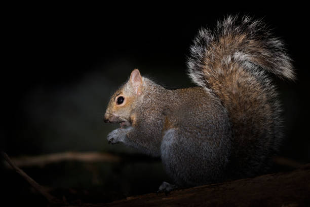 istock Eastern gray squirrel  near the feeder with nuts, known as the grey squirrel. 1192745637