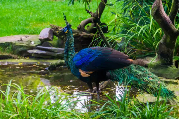 Photo of green java peacock standing at the water side, Beautiful colorful bird from Java in indonesia, tropical endangered animal specie