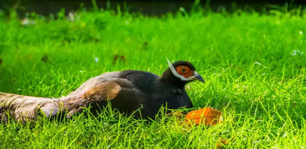 Photo of closeup of a brown eared pheasant sitting in the grass, tropical bird from china in Asia, Vulnerable animal specie