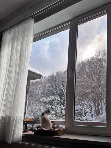 istock Winter cat on the window 1192754927