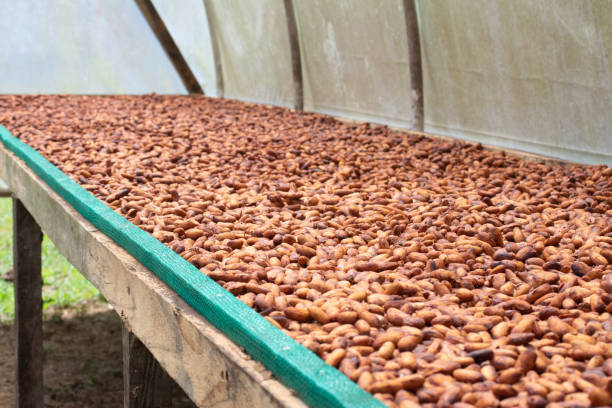istock Cacou Beans /  Cocoa Beans 1192756179