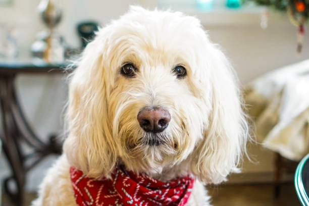 istock Golden Doodle Dog 1192759835
