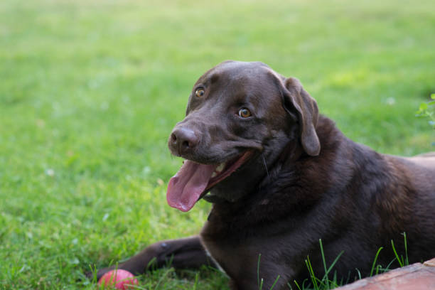 istock Tired But Happy 1192759982