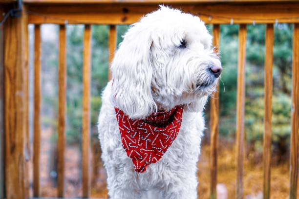 istock Golden Doodle Dog on the Deck 1192760014