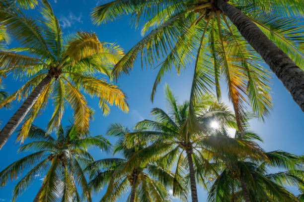 istock Tropical Miami palm trees with overhead sun 1192760163