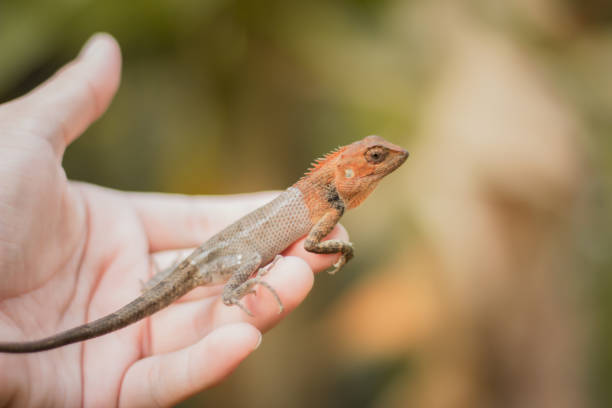 istock chameleon on hand in Thailand, dragon. 1192763284