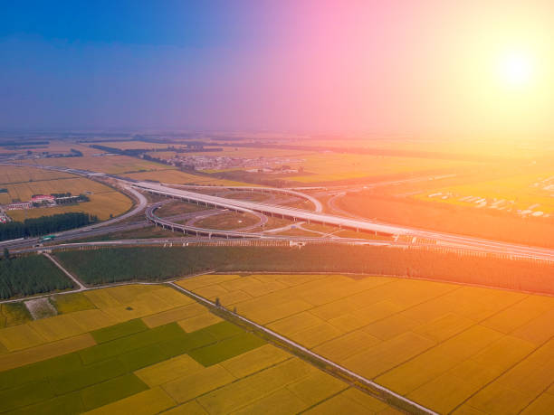 istock Mature rice in the field 1192767193