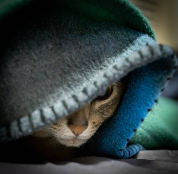 istock Purebred Blue Abyssinian peeking out from under blanket 1192768480