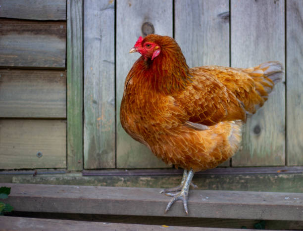 istock Ameraucana chicken next to a coop 1192770124