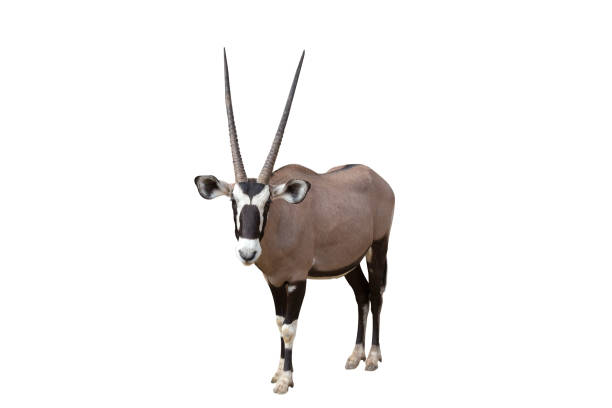 istock Gemsbok (Oryx gazella) isolated on White Background. 1192770292