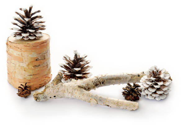 istock Pine cones and birch branch 1192770501