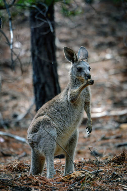 istock Eastern Grey Kangaroo Joey (Macropus giganteus) 1192775020