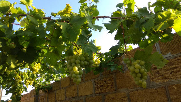 istock Large, long conical, full clusters of ripening, round, green grapes elegantly hanging down from a woody vine having large, lobed, green leaves near a stone fence against the blue sky. 1192777093