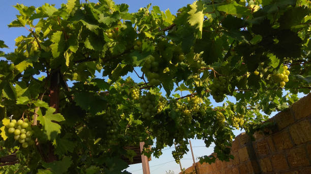 istock Large, long, full clusters of ripening, round, green grapes elegantly hanging down from a grapevine, having large, lobed, green leaves. 1192777095