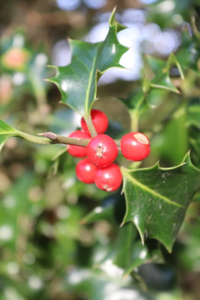 istock English winter vegetation 1192778816