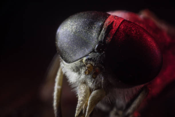 istock Mixed light. Horsefly or Gadfly or Horse Fly Diptera Insect Macro. Selective focus. 1192779733