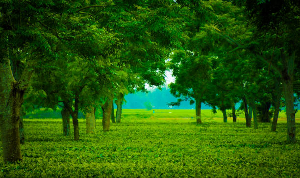 Beautiful Nature of Assam India Tea Garden World Famous Tea Garden of Assam India assam india stock pictures, royalty-free photos & images