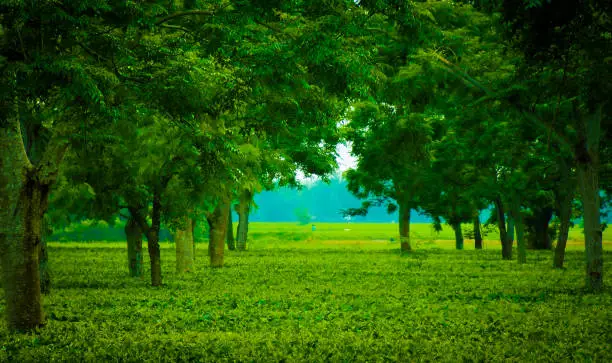 World Famous Tea Garden of Assam India