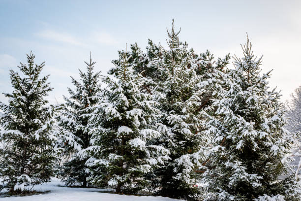 istock Trees covered with the snow in the park 1192782429
