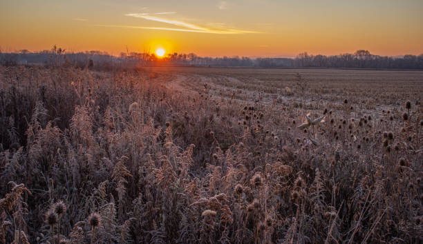 istock Sun rise above a harvested corn field 1192782569