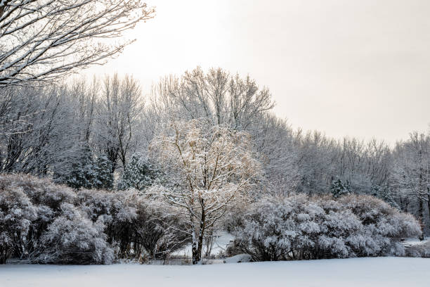istock Trees covered with the snow in the park 1192782620