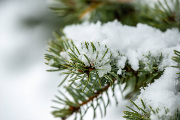 istock Trees covered with the snow in the park 1192784164