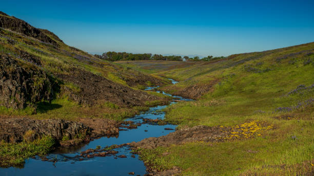 Creek at Table Mountain Ecological Preserve Creek at North Table Mountain Ecological Preserve, Oroville, California, USA , featuring a carpet of purple and yellow wildflowers at a distance butte rocky outcrop stock pictures, royalty-free photos & images