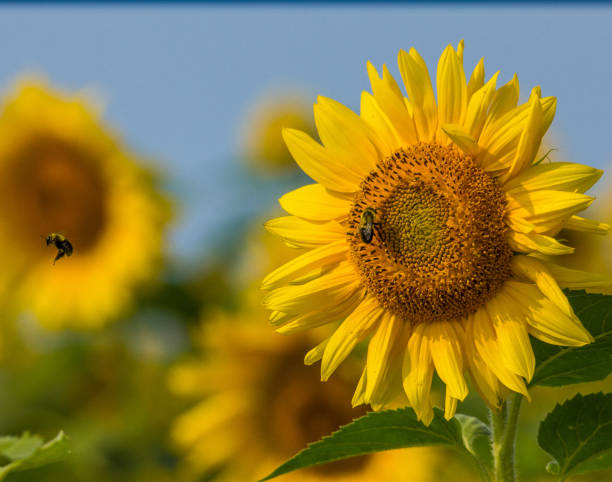 istock Sunflowers Against Blue Sky with Bees Nova Scotia 1192786078